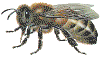 abeja-12.gif (21881 bytes)