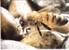 abejalibandonectar.gif (326840 bytes)