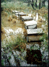 colmenas-en-agua.gif (89803 bytes)