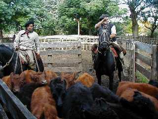 Corral