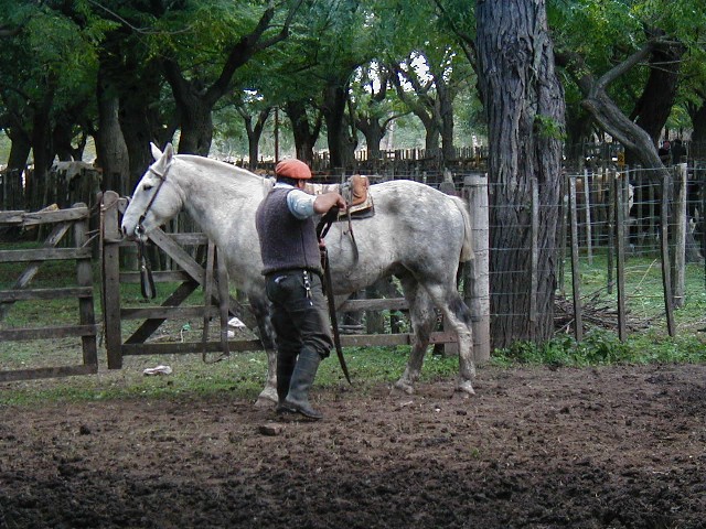 Saddling