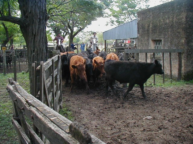 Herd