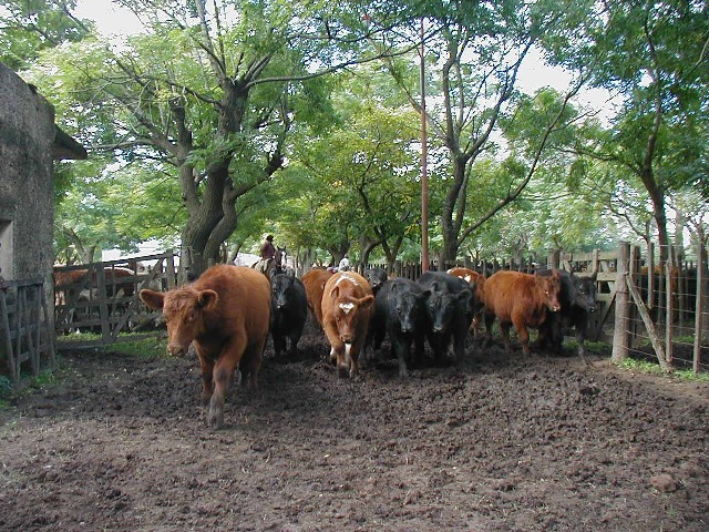 Herding