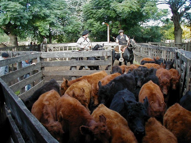 Driving calves