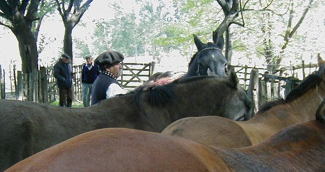 Horses