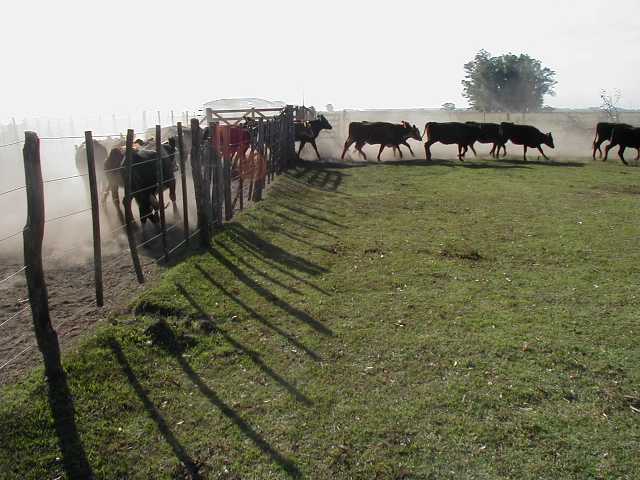 Cattle