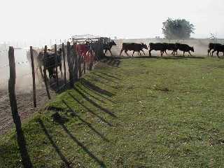Cattle