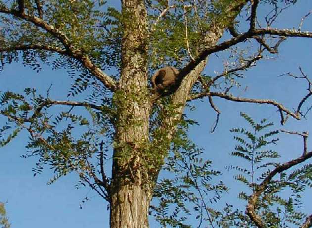 Hornero nest