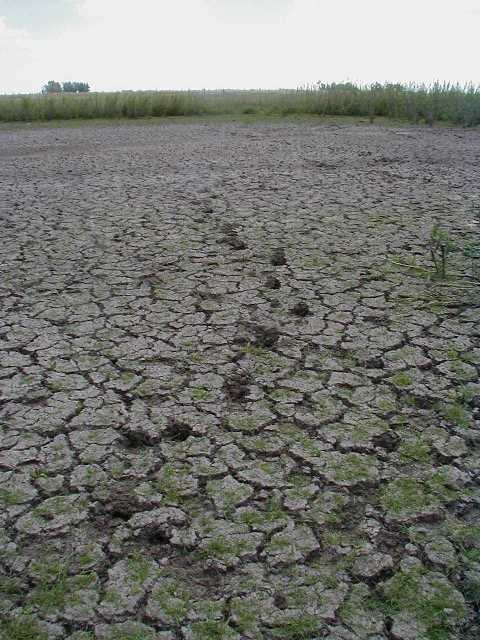 Drought