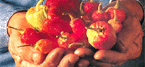 banner4a.gif (9937 bytes)