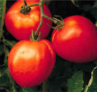 tomato.gif (25551 bytes)