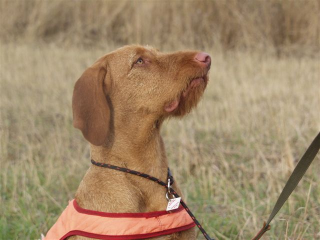 K�ntty in field Oct 2002