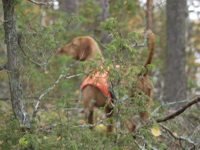 K�ntty pointing pheasant in Toivakka Oct 2002