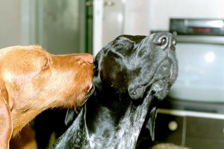 Rekku and Rafi, best friends..