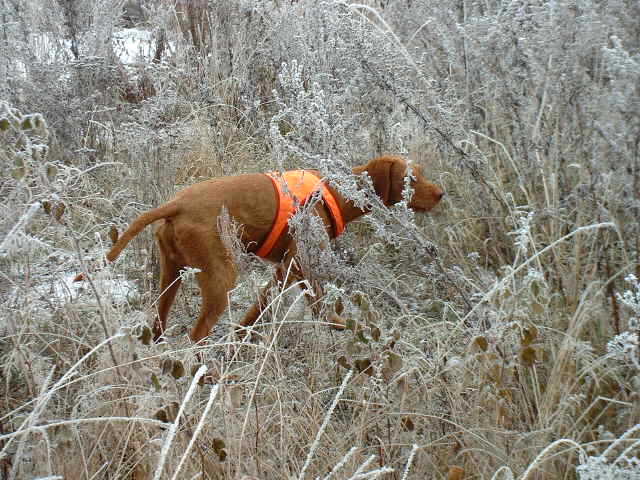 Rekku pointing pheasant in Toivakka Oct 2002