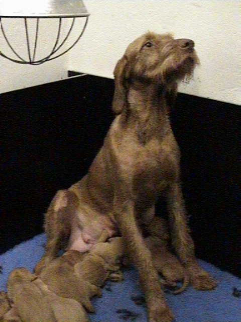 Zenith, the proud mother