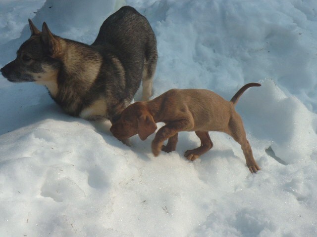 K�ntty and her big brother Hemppa studying snow
