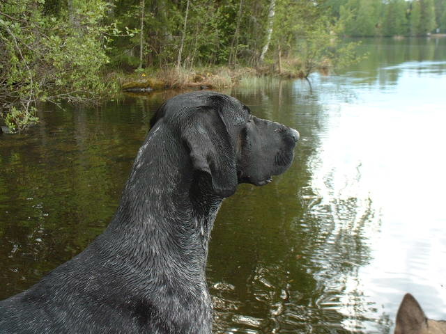 Rafi looks for birds