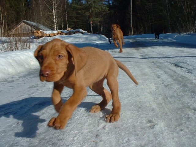 K�ntty 9 weeks