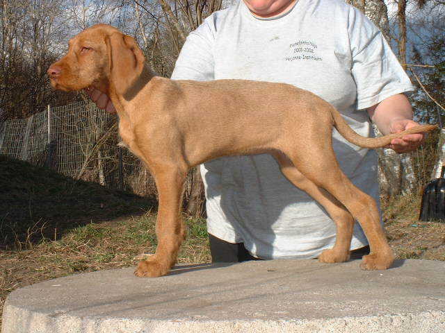 K�ntty, 13 weeks