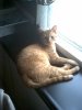 Our_Cat_Sunny