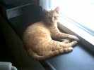 Our_Cat_Sunny