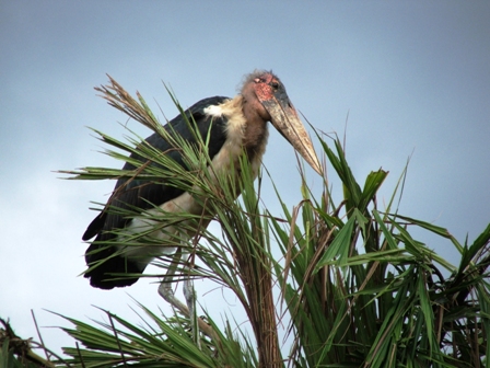 Maribu Stork in Kampala