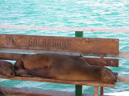Galapagos resident waiting for bus