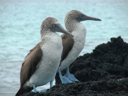 Blue Footed Boobie