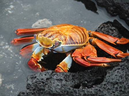 Sally Lightfoot Crab