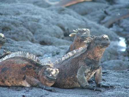 Marine Iguanas sunning themselves