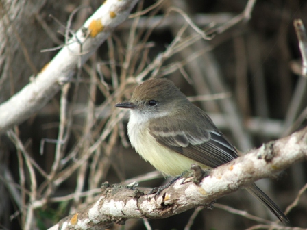 Galapagos Flycatcher