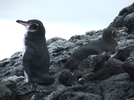 Galapagos Penguins - the world's most northerly penguin