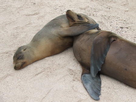 Sealions again