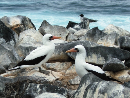 Nazca Boobies, in background Swallow-tailed Gull (world's only nocturnal gull)