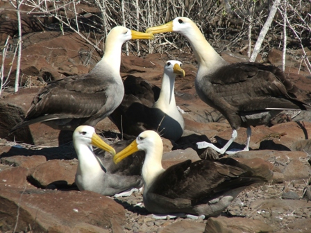 Waved Albatross