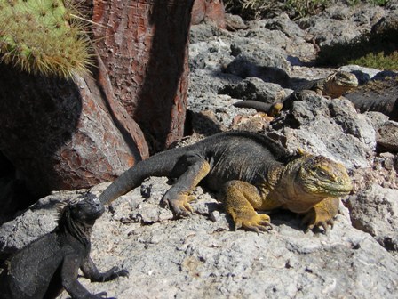 Marine (left) and Land Iguanas