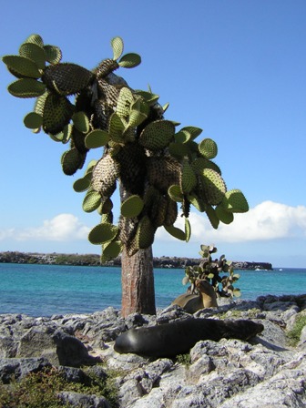 Cactus Tree