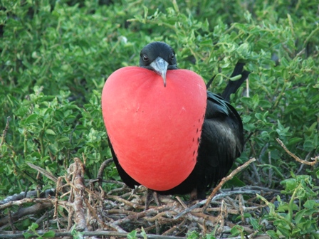 Frigate Bird (male)
