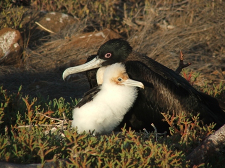 Frigate Bird and chick