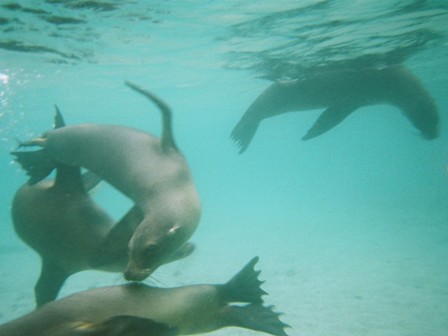 More sealions!