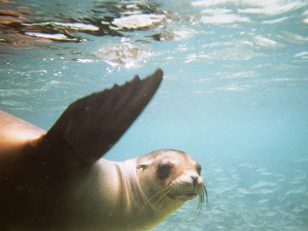 Swimming with Sealions
