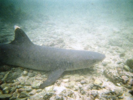 White-tipped Reaf Shark