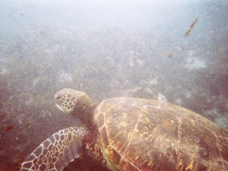 Green Turtle