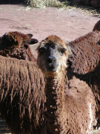 Wooly Alpaca