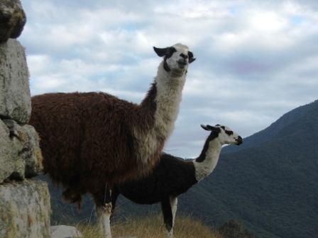 Llamas Machu Picchu