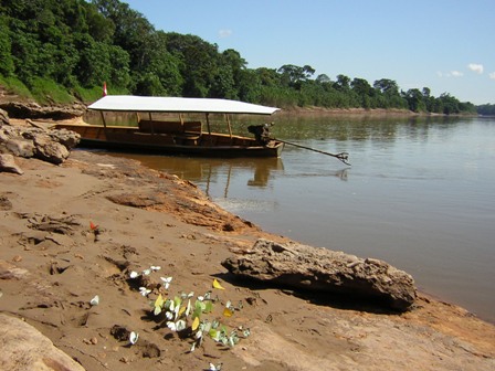 Tambopata River with butterflies eating clay