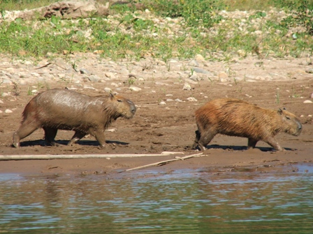 Cappibarra (the world's largest rodent&nbsp; - the size of a large dog)
