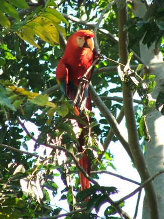 Scarlet Macua near lodge