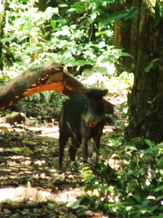 White-lipped Peccary - a very smelly and noisy wild hog which travel in groups of up to 100! 